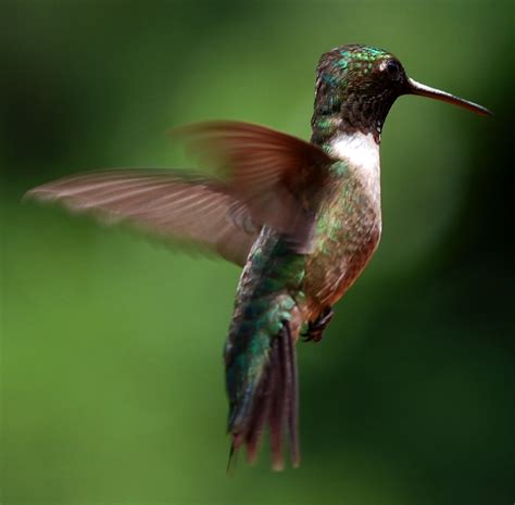 excelsior wisdom   hummingbirds