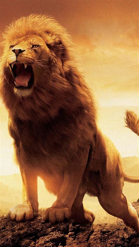 lion roaring  wallpaper enjpg