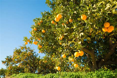 orange citrus sinensis sweet organic essential oil st larrys