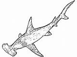 Coloriage Marteau Requin Poissons sketch template