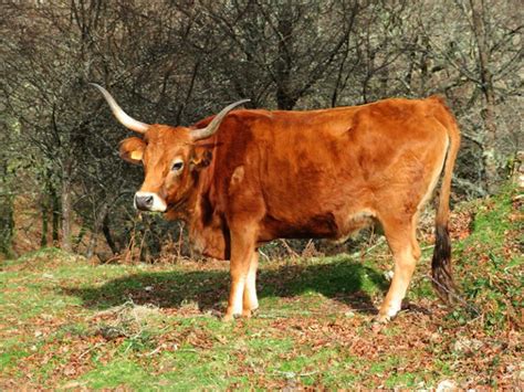 carne de vaca cachena autentica certificada