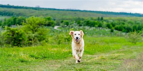 de mooiste losloopgebieden voor je hond wandel