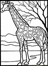 Coloring Giraffe Pages Printable Color Online Animals Africa African Animal Colouring sketch template