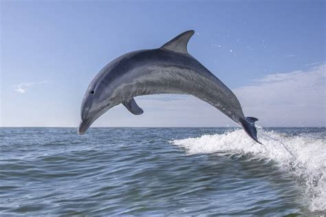 dolphins  echolocation north american nature