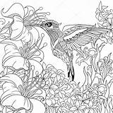 Hummingbird Zentangle Beija Stylized Gestileerd Colorir Animal Stockillustratie Estilizado Antistress sketch template