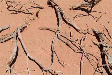 woestijn rode zandige grond en droge struiken op het stock afbeelding image  geologisch