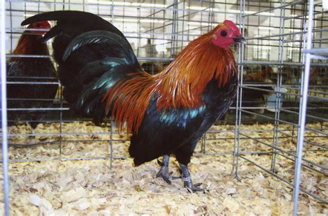 Brown Red Old English Bantam Chickens Cackle Hatchery