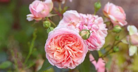 david austin english roses gardeners path