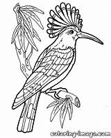 Hoopoe Coloring Bird Colouring Pages Designlooter Drawings 1000px 74kb Google sketch template