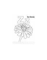 Coloring Zz Letter Zinnia Printable Pages sketch template