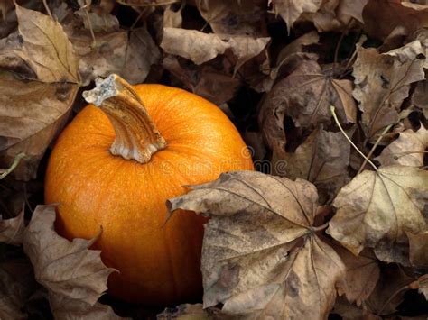 pumpkin  leaves stock image image  seasonal squash