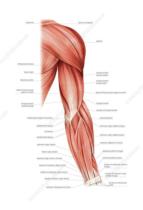 muscles   upper arm artwork stock image  science