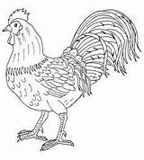 Para Colorear Gallos Coloring Chook Chicken Animales Pages Template Animals sketch template