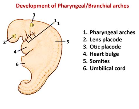 development  pharyngeal arches pouches anatomy qa