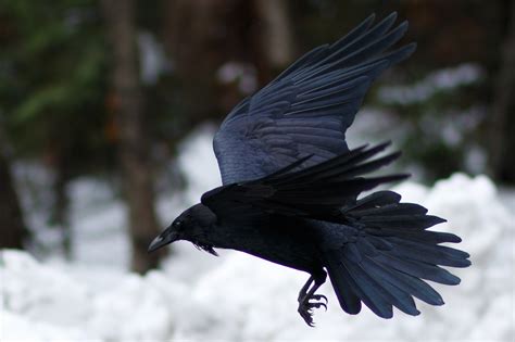 birdwatchers reveal return  ravens  scotlands urban areas