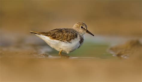 temmincks stint audubon field guide