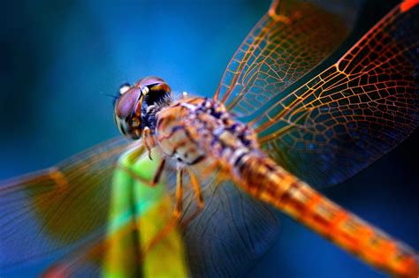 male dragonflies lose  bling  hotter climates    difficult  find  mate