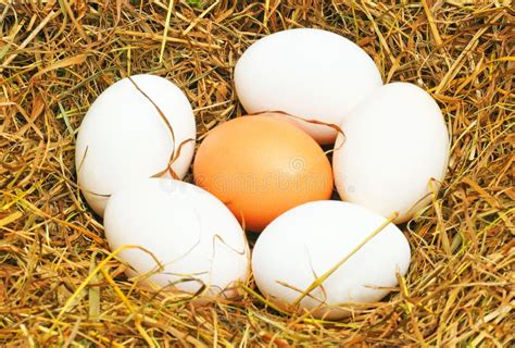 eggs picture image