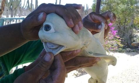eyed albino cyclops shark discovered  fisherman daily mail