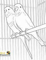 Pages Coloring Bird Colouring Budgies Drawings Adults Adult Easy Sketch sketch template