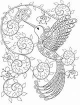 Hummingbird Pages Coloring Flower Getcolorings Fresh sketch template