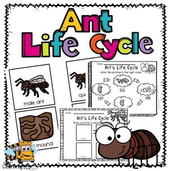 ant life cycle   learning beezzz teachers pay teachers