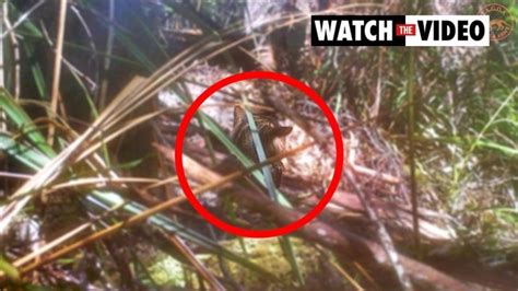tasmanian tiger sightings man releases photos of ‘living thylacine