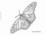 Coloring Butterfly Monarch Pages Cycle Life Land Mycoloringland Popular sketch template