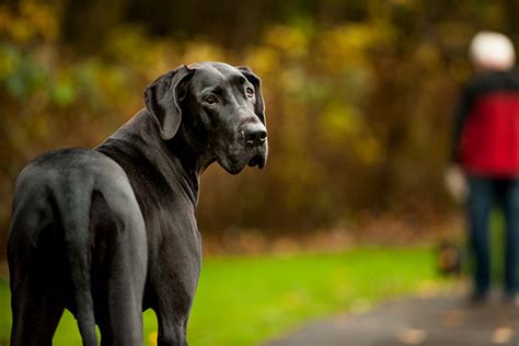 Great Dane Life Span And Health Issues American Kennel Club