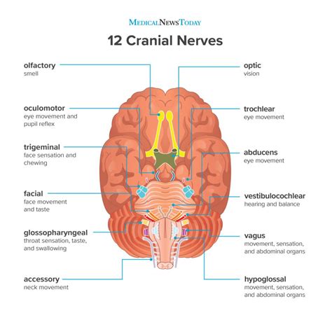 cranial nerves function cranial nerves anatomy nerve anatomy brain