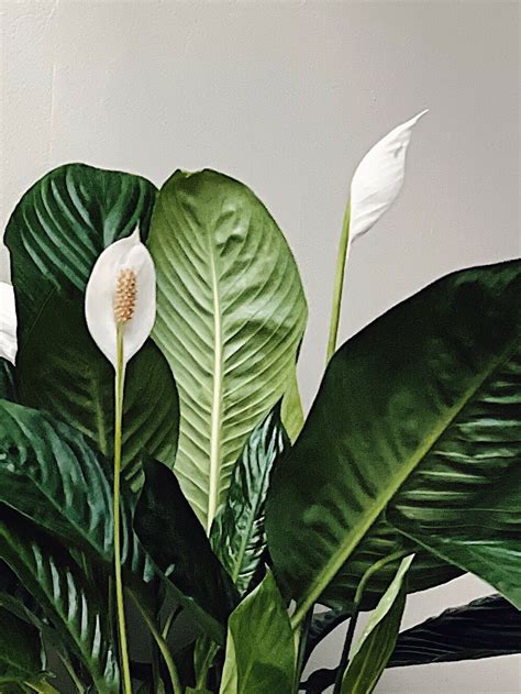 jessica spathiphyllum