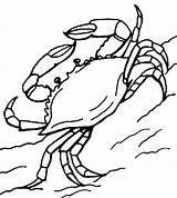 Crab Blue Coloring Pages Ebcs Kids Info Printable Crabs sketch template