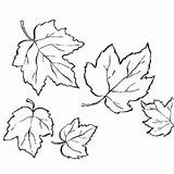 Maple Sugar Leaf Drawing Leaves Getdrawings Falling sketch template