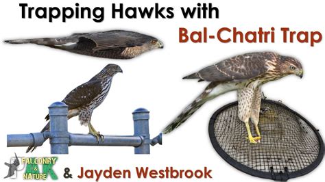 trapping hawks  bal chatri trap youtube