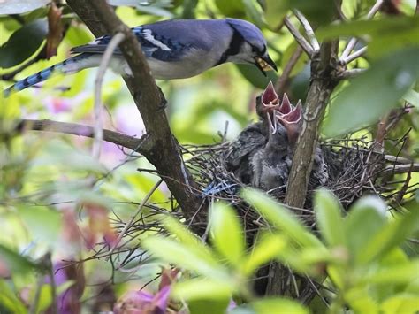 blue jay nesting complete guide birdfact
