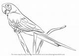 Macaw Scarlet Parrot Parrots Ara Drawingtutorials101 Macao Tutorials Hd Flying sketch template