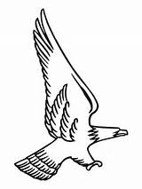 Aquila Aguila Calva Bald Cazando Stilizzata Disegnare Attacking Vuelo Pagine Supercoloring Imprimir águila Reale sketch template