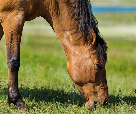 horse diet   horses eat blog  motion equine
