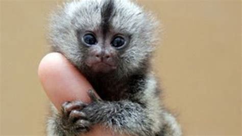 asi es el mono mas pequeno del mundo