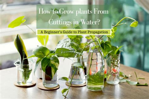 grow plants  cuttings  water  beginners guide