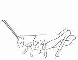 Grasshopper Coloring Animals Printable Drawing sketch template