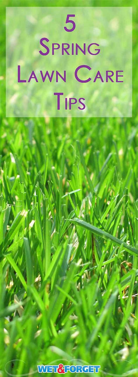 Ask Wet And Forget Use Our Top 5 Spring Lawn Care Tips To Enjoy Lots Of