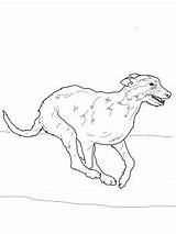 Wolfhound sketch template