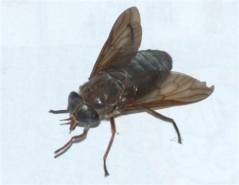 horse fly   species whats  bug