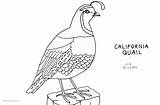Quail Coloring California Line Pages Template sketch template
