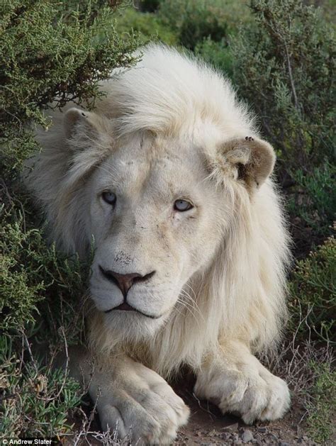 images  white lions  pinterest  white  south