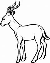 Gazelle Coloring Pages Animals Horns sketch template