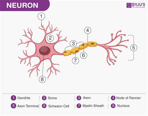 draw  labelled diagram   neuron biology qa