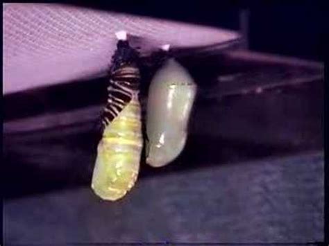 monarch caterpillar  chrysalis timelapse youtube