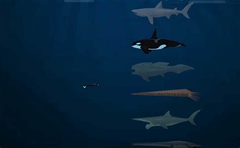 largest sea creatures size comparison wordlesstech